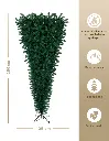 CHCT225_05.webp